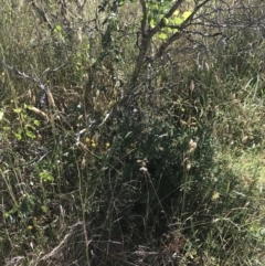 Banksia marginata at O'Malley, ACT - 5 Feb 2022