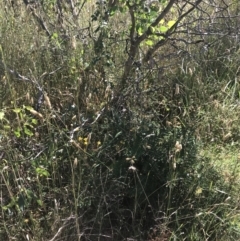 Banksia marginata at O'Malley, ACT - 5 Feb 2022