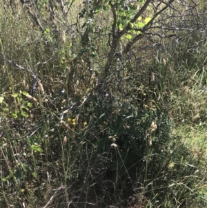 Banksia marginata at O'Malley, ACT - 5 Feb 2022