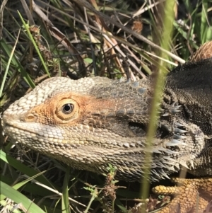 Pogona barbata at O'Malley, ACT - 5 Feb 2022