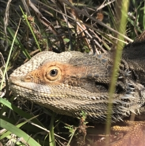 Pogona barbata at O'Malley, ACT - 5 Feb 2022