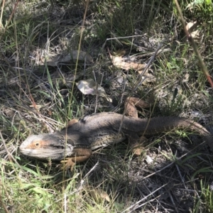 Pogona barbata at O'Malley, ACT - 5 Feb 2022