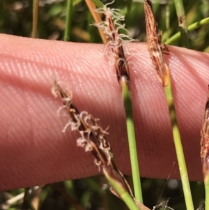 Eleocharis atricha at O'Malley, ACT - 5 Feb 2022 03:55 PM