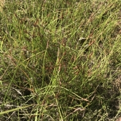 Eleocharis atricha at O'Malley, ACT - 5 Feb 2022 03:55 PM