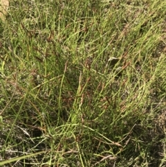 Eleocharis atricha at O'Malley, ACT - 5 Feb 2022 03:55 PM