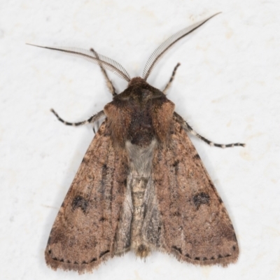 Agrotis porphyricollis (Variable Cutworm) at Melba, ACT - 2 Dec 2021 by kasiaaus