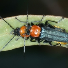 Chauliognathus tricolor (Tricolor soldier beetle) at Bango Nature Reserve - 3 Feb 2022 by jbromilow50