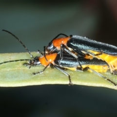 Chauliognathus tricolor at Bango, NSW - 3 Feb 2022 11:00 AM