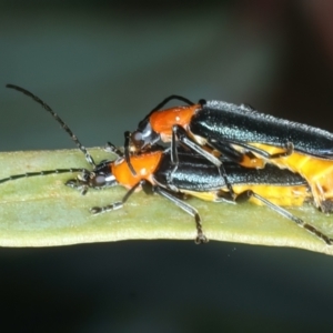 Chauliognathus tricolor at Bango, NSW - 3 Feb 2022