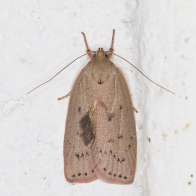 Garrha carnea (A concealer moth) at Melba, ACT - 1 Dec 2021 by kasiaaus