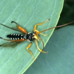 Echthromorpha intricatoria (Cream-spotted Ichneumon) at Bango, NSW - 3 Feb 2022 by jb2602