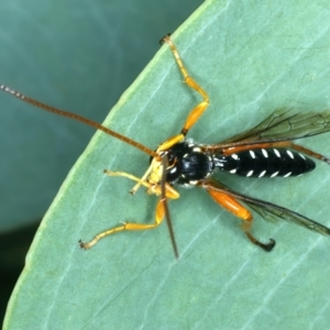 Echthromorpha intricatoria at Bango, NSW - 3 Feb 2022