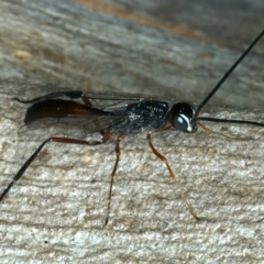 Pristaulacus sp. (genus) (A parasitic wasp) at Bango, NSW - 3 Feb 2022 by jb2602