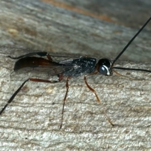 Pristaulacus sp. (genus) at Bango, NSW - 3 Feb 2022