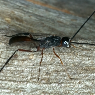 Pristaulacus sp. (genus) (A parasitic wasp) at Bango Nature Reserve - 3 Feb 2022 by jbromilow50