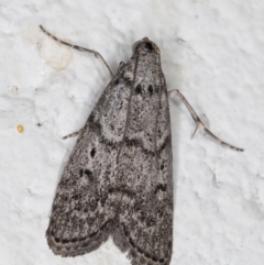 Heteromicta pachytera (Galleriinae subfamily moth) at Melba, ACT - 1 Dec 2021 by kasiaaus