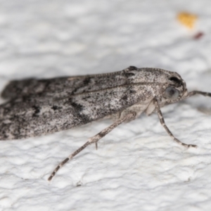 Heteromicta pachytera at Melba, ACT - 2 Dec 2021 12:29 AM