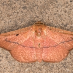 Aglaopus pyrrhata (Leaf Moth) at Melba, ACT - 2 Dec 2021 by kasiaaus