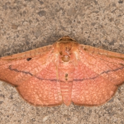 Aglaopus pyrrhata (Leaf Moth) at Melba, ACT - 1 Dec 2021 by kasiaaus