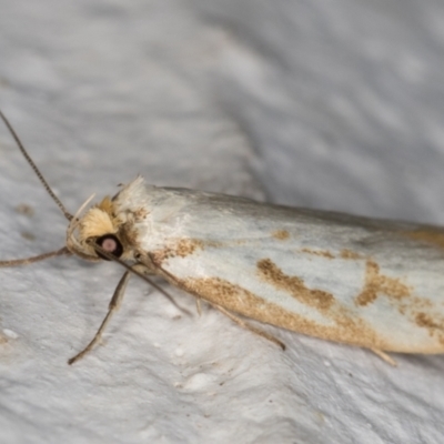 Philobota cretacea (A concealer moth) at Melba, ACT - 1 Dec 2021 by kasiaaus