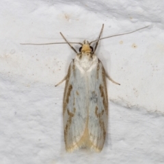 Philobota cretacea at Melba, ACT - 2 Dec 2021