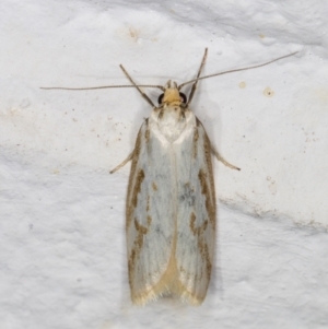 Philobota cretacea at Melba, ACT - 2 Dec 2021 12:31 AM