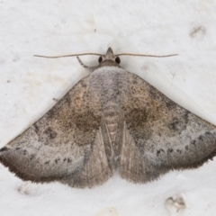 Mataeomera mesotaenia (Large Scale Moth) at Melba, ACT - 2 Dec 2021 by kasiaaus