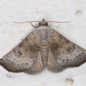 Mataeomera mesotaenia at Melba, ACT - 2 Dec 2021