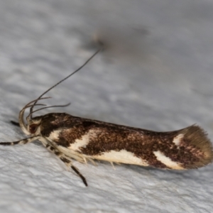 Macrobathra heminephela at Melba, ACT - 2 Dec 2021