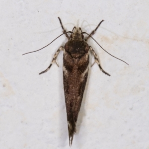 Macrobathra heminephela at Melba, ACT - 2 Dec 2021