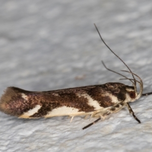 Macrobathra heminephela at Melba, ACT - 2 Dec 2021 12:34 AM