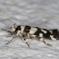 Macrobathra (genus) (A Cosmet moth (Cosmopteriginae) at Melba, ACT - 2 Dec 2021 by kasiaaus