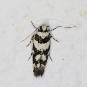 Macrobathra (genus) at Melba, ACT - 2 Dec 2021