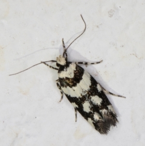 Macrobathra (genus) at Melba, ACT - 2 Dec 2021 12:35 AM