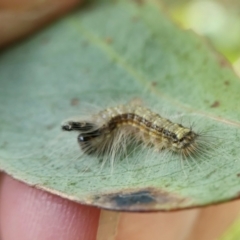 Uraba lugens (Gumleaf Skeletonizer) at Yass River, NSW - 5 Feb 2022 by SenexRugosus