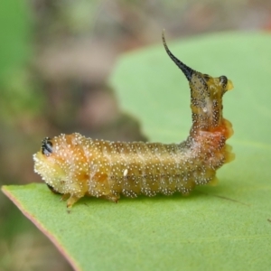 Lophyrotoma interrupta at Yass River, NSW - 5 Feb 2022