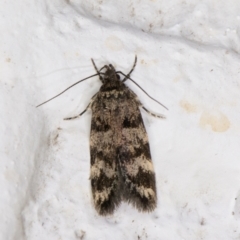 Barea zygophora (Concealer Moth) at Melba, ACT - 2 Dec 2021 by kasiaaus