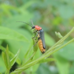 Chauliognathus tricolor (Tricolor soldier beetle) at Conder, ACT - 14 Jan 2022 by michaelb