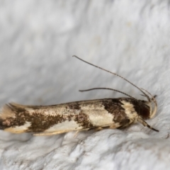 Macrobathra aphristis (A Gelechioid moth) at Melba, ACT - 1 Dec 2021 by kasiaaus