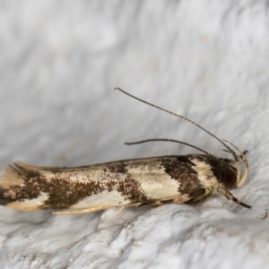 Macrobathra aphristis at Melba, ACT - 2 Dec 2021