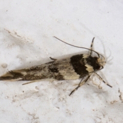 Macrobathra aphristis at Melba, ACT - 2 Dec 2021