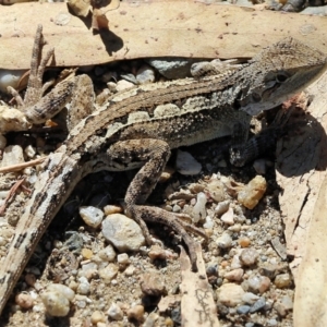 Amphibolurus muricatus at Yackandandah, VIC - 6 Feb 2022