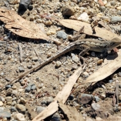 Amphibolurus muricatus at Yackandandah, VIC - 6 Feb 2022