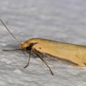 Philobota protecta at Melba, ACT - 2 Dec 2021