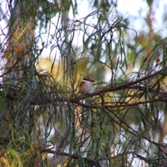 Todiramphus sanctus (Sacred Kingfisher) at Hay South, NSW - 2 Feb 2022 by MB