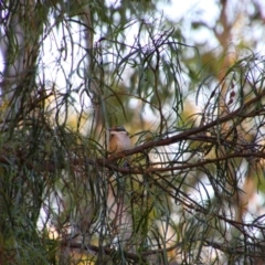 Todiramphus sanctus at Hay South, NSW - 2 Feb 2022