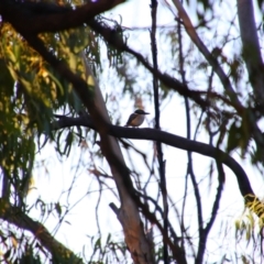 Todiramphus sanctus at Hay South, NSW - 2 Feb 2022