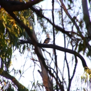 Todiramphus sanctus at Hay South, NSW - 2 Feb 2022 07:45 PM