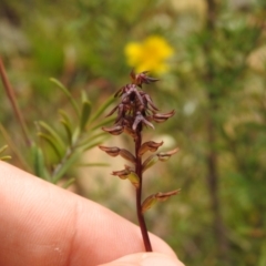 Corunastylis clivicola (Rufous midge orchid) at Carwoola, NSW - 4 Feb 2022 by Liam.m