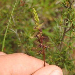 Corunastylis clivicola at Carwoola, NSW - suppressed